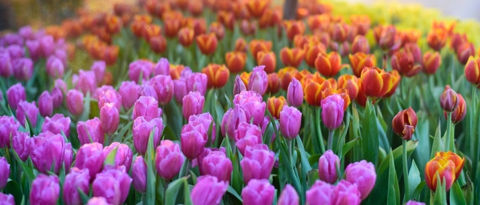 tulips